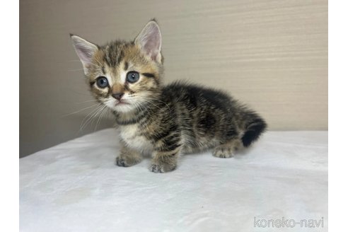 成約済の茨城県のマンチカン(短足)-88155の2枚目
